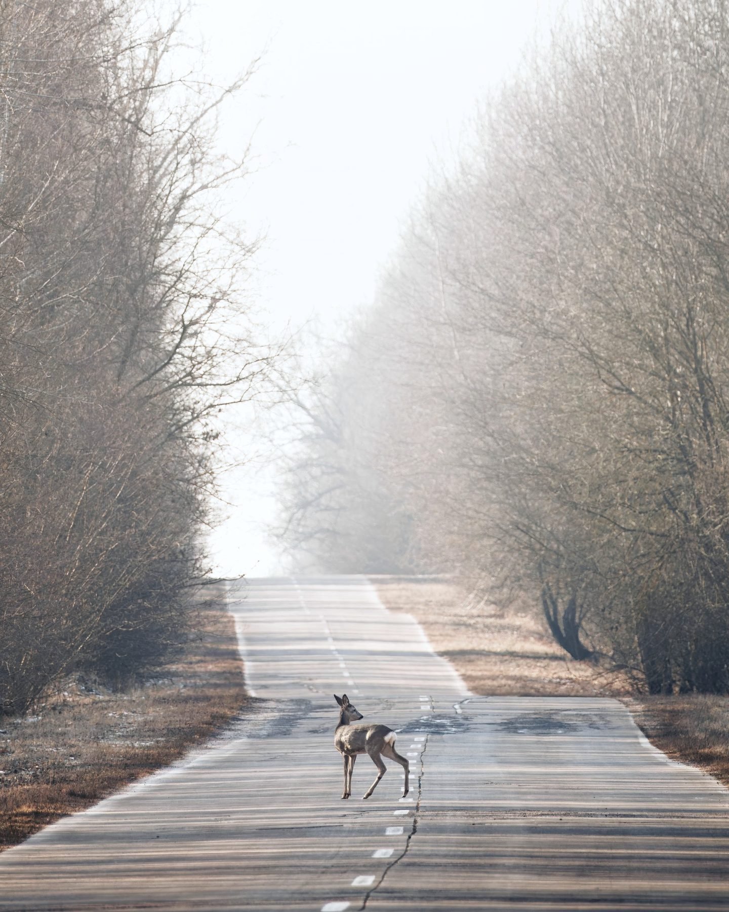 A deer crossing an empty two-lane road between bare winter trees